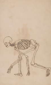 Esqueleto Humano, Vista Lateral de George Stubbs