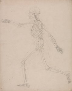 Esqueleto Humano, Vista Lateral de George Stubbs