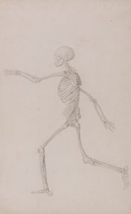 Esqueleto Humano, Vista Lateral Visto da Esquerda, Corrida (Estudo Acabado para a Tabela III) de George Stubbs