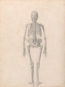 Esqueleto Humano, Vista Posterior (Estudo Acabado para a Tabela II) de George Stubbs