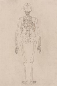 Esqueleto Humano, Vista Posterior (Relacionado com a Tabela II) de George Stubbs