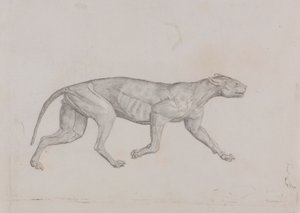 Corpo de Leopardo, Vista Lateral de George Stubbs