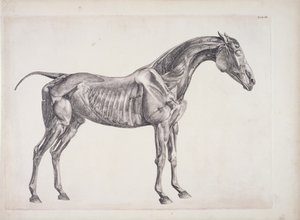 Placa da anatomia do cavalo, c.1766 de George Stubbs