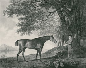 Sharke, gravado pelo bar de George Townley Stubbs (1756-1815). 1794 (gravura) de George Stubbs