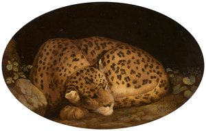 Leopardo Adormecido, 1777.