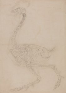 Estudo de uma ave, vista lateral, de uma exposição anatômica comparativa da estrutura do corpo humano com a de um tigre e uma ave comum, 1795-1806 (grafite em papel de palha) de George Stubbs
