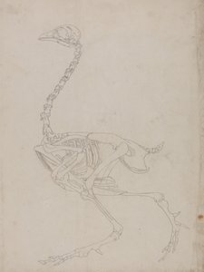 Estudo de uma ave, vista lateral, de uma exposição anatômica comparativa da estrutura do corpo humano com a de um tigre e uma ave comum, 1795-1806 (grafite em papel fino) de George Stubbs