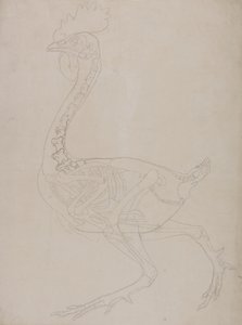 Estudo de uma ave, vista lateral, de uma exposição anatômica comparativa da estrutura do corpo humano com a de um tigre e uma ave comum, 1795-1806 (grafite em papel fino) de George Stubbs