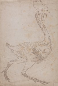 Estudo de uma ave, visão lateral, de uma exposição anatômica comparativa da estrutura do corpo humano com a de um tigre e uma ave comum, 1795-1806 (grafite e giz vermelho sobre papel) de George Stubbs
