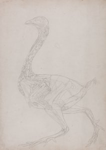 Estudo de uma ave, vista lateral, de uma exposição anatômica comparativa da estrutura do corpo humano com a de um tigre e uma ave comum, 1795-1806 (grafite em papel fino) de George Stubbs