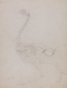 Estudo de uma ave, vista lateral, de uma exposição anatômica comparativa da estrutura do corpo humano com a de um tigre e uma ave comum, 1795-1806 (grafite em papel fino) de George Stubbs