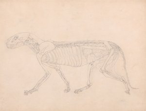 Estudo de um Tigre, Vista Lateral, Vísceras Abdominais Expostas, de Uma Exposição Anatômica Comparativa da Estrutura do Corpo Humano com a de um Tigre e uma Galinha Comum, c.1795-1806 (grafite em de George Stubbs