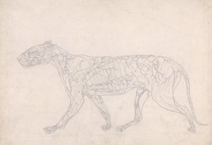 Estudo de um tigre, visão lateral, diagrama mostrando o suprimento de sangue subcutâneo, de uma exposição anatômica comparativa da estrutura do corpo humano com a de um tigre e uma ave comum, 1795- de George Stubbs
