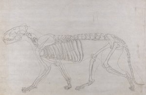 Estudo de um Tigre, Vista Lateral, de Uma Exposição Anatômica Comparativa da Estrutura do Corpo Humano com a de um Tigre e uma Galinha Comum, 1795-1806 (grafite em papel fino) de George Stubbs