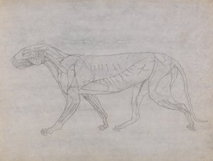 Estudo de um Tigre, Vista Lateral, de Uma Exposição Anatômica Comparativa da Estrutura do Corpo Humano com a de um Tigre e uma Galinha Comum, 1795-1806 (grafite em papel fino) de George Stubbs