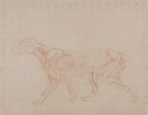 Estudo de um tigre, vista lateral, de uma exposição anatômica comparativa da estrutura do corpo humano com a de um tigre e uma ave comum, 1795-1806 (grafite de giz vermelho em papel de palha) de George Stubbs