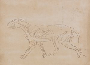 Estudo de um tigre, vista lateral, de uma exposição anatômica comparativa da estrutura do corpo humano com a de um tigre e uma ave comum, 1795-1806 (caneta e tinta preta sobre grafite em teceu pap de George Stubbs