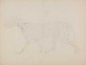 Estudo de um tigre, visão lateral, de &39;Uma exposição anatômica comparativa da estrutura do corpo humano com a de um tigre e uma ave comum&39; de George Stubbs