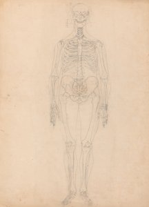 Estudo da figura humana, visão anterior, diagrama de Key to Table I, de uma exposição anatômica comparativa da estrutura do corpo humano com a de um tigre e uma ave comum, c.1795-1806 (g de George Stubbs