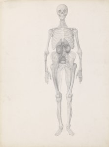 Estudo da figura humana, vista anterior, estágio final de dissecção, de &39;Uma exposição anatômica comparativa da estrutura do corpo humano com a de um tigre e uma ave comum&39;, c.1795-1806 ( de George Stubbs