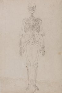 Estudo da figura humana, visão anterior, a partir de uma exposição anatômica comparativa da estrutura do corpo humano com a de um tigre e uma ave comum, c.1795-1806 (grafite e tinta sobre papel) de George Stubbs