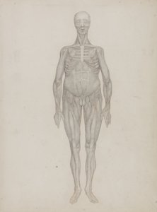 Estudo da figura humana, vista anterior, de &39;Uma exposição anatômica comparativa da estrutura do corpo humano com a de um tigre e uma ave comum&39;, c.1795-1806 (grafite em cartolina) de George Stubbs