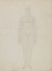 Estudo da Figura Humana, Vista Anterior, de &39;Uma exposição anatômica comparativa da estrutura do corpo humano com a de um tigre e uma ave comum&39; de George Stubbs