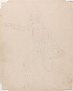 Estudo da figura humana, vista lateral, uma exposição anatômica comparativa da estrutura do corpo humano com a de um tigre e uma galinha comum, c.1795-1806 (grafite sobre papel de cartucho) de George Stubbs