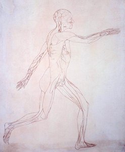 Estudo da figura humana, vista lateral, a partir de uma exposição anatômica comparativa da estrutura do corpo humano com a de um tigre e uma ave comum, c.1795-1806 (tinta sobre papel) de George Stubbs