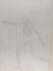 Estudo da figura humana, vista lateral, a partir de uma exposição anatômica comparativa da estrutura do corpo humano com a de um tigre e uma ave comum, 1795-1806 (grafite e giz vermelho em w de George Stubbs