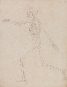Estudo da figura humana, vista lateral, a partir de uma exposição anatômica comparativa da estrutura do corpo humano com a de um tigre e uma ave comum, 1795-1806 (grafite em papel pesado) de George Stubbs