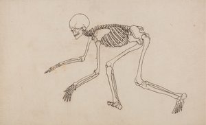 Estudo da figura humana, vista lateral, de uma exposição anatômica comparativa da estrutura do corpo humano com a de um tigre e uma ave comum, 1795-1806 (caneta e tinta sobre grafite em wov de George Stubbs