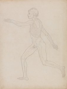 Estudo da figura humana, vista lateral, a partir de uma exposição anatômica comparativa da estrutura do corpo humano com a de um tigre e uma ave comum, 1795-1806 (grafite em papel pesado) de George Stubbs