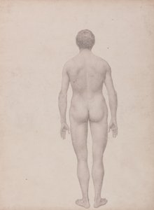 Estudo da Figura Humana, Vista Posterior, Undissected, Terminou o Estudo para a Tabela VII, a partir de uma exposição anatômica comparativa da estrutura do corpo humano com a de um tigre e uma ave comum de George Stubbs