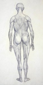 Estudo da Figura Humana, Vista Posterior, de uma Exposição Anatômica Comparativa da Estrutura do Corpo Humano com a de um Tigre e uma Galinha Comum, c.1795-1806 (grafite em cartolina) de George Stubbs