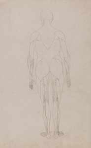 Estudo da figura humana, visão posterior, a partir de uma exposição anatômica comparativa da estrutura do corpo humano com a de um tigre e uma ave comum, c.1795-1806 (grafite e tinta sobre papel) de George Stubbs