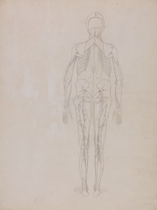 Estudo da Figura Humana, Vista Posterior, de uma Exposição Anatômica Comparativa da Estrutura do Corpo Humano com a de um Tigre e uma Galinha Comum, c.1795-1806 (grafite em cartolina) de George Stubbs