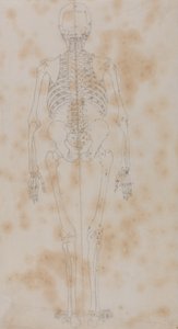 Estudo da figura humana, visão posterior, a partir de uma exposição anatômica comparativa da estrutura do corpo humano com a de um tigre e uma ave comum, c.1795-1806 (grafite sobre papel) de George Stubbs