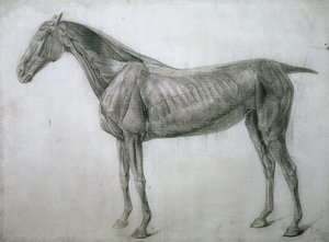 O Estudo dos Músculos: Desenho Ecorche Visto do Flanco, da XIII Mesa Anatômica, da Anatomia do Cavalo, 1766 de George Stubbs