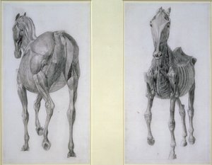 O Estudo dos Músculos: Vistas Frontais e Traseiras, da 13ª Tabela Anatômica, da Anatomia do Cavalo, 1766 de George Stubbs