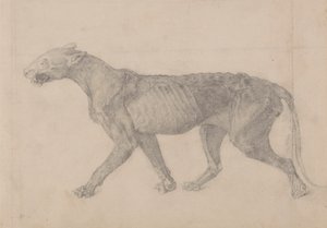 Corpo de Tigre, Vista Lateral (Primeiro de nove desenhos de outro espécime de tigre) de George Stubbs