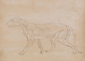 Corpo de Tigre, Vista Lateral (Esboço de desenho para uma figura chave) de George Stubbs