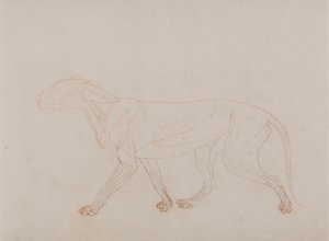 Corpo de Tigre, Vista Lateral (Mostra a terceira fase da dissecação) de George Stubbs