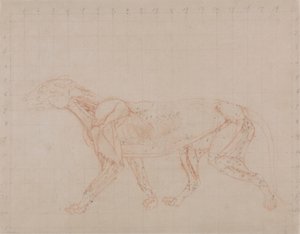 Corpo de Tigre, Vista Lateral (Estudo da quarta fase de dissecação mostrando os músculos mais profundos) de George Stubbs