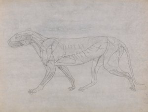 Corpo de Tigre, Vista Lateral de George Stubbs