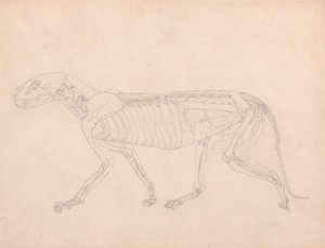 Corpo de Tigre, Vista Lateral de George Stubbs