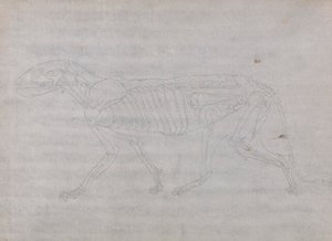Corpo de Tigre, Vista Lateral de George Stubbs