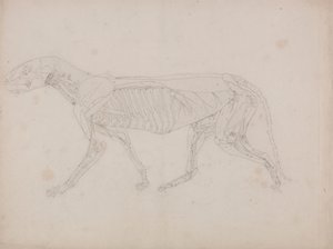 Corpo de Tigre, Vista Lateral de George Stubbs
