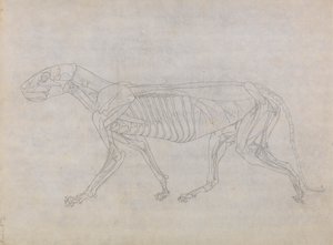 Corpo de Tigre, Vista Lateral de George Stubbs