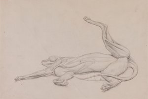 Tigre, Recumbente, Visto Ventralmente de George Stubbs